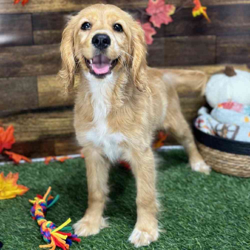 Female Golden Cocker Retriever Puppy for Sale in Saugus, MA