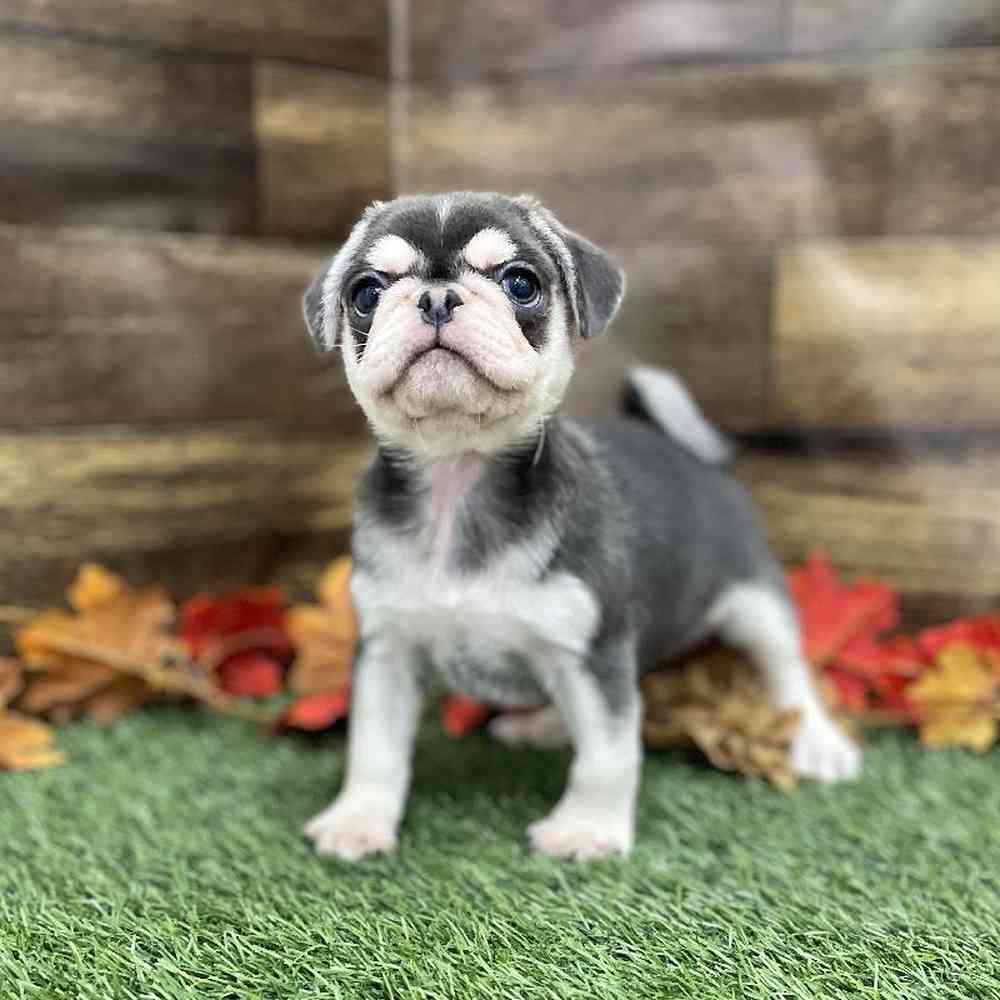 Male Pug Puppy for Sale in Braintree, MA
