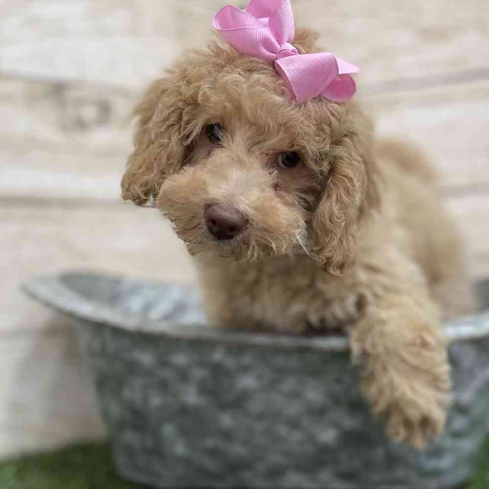 Female Mini NewfyPoo Puppy for Sale in Braintree, MA