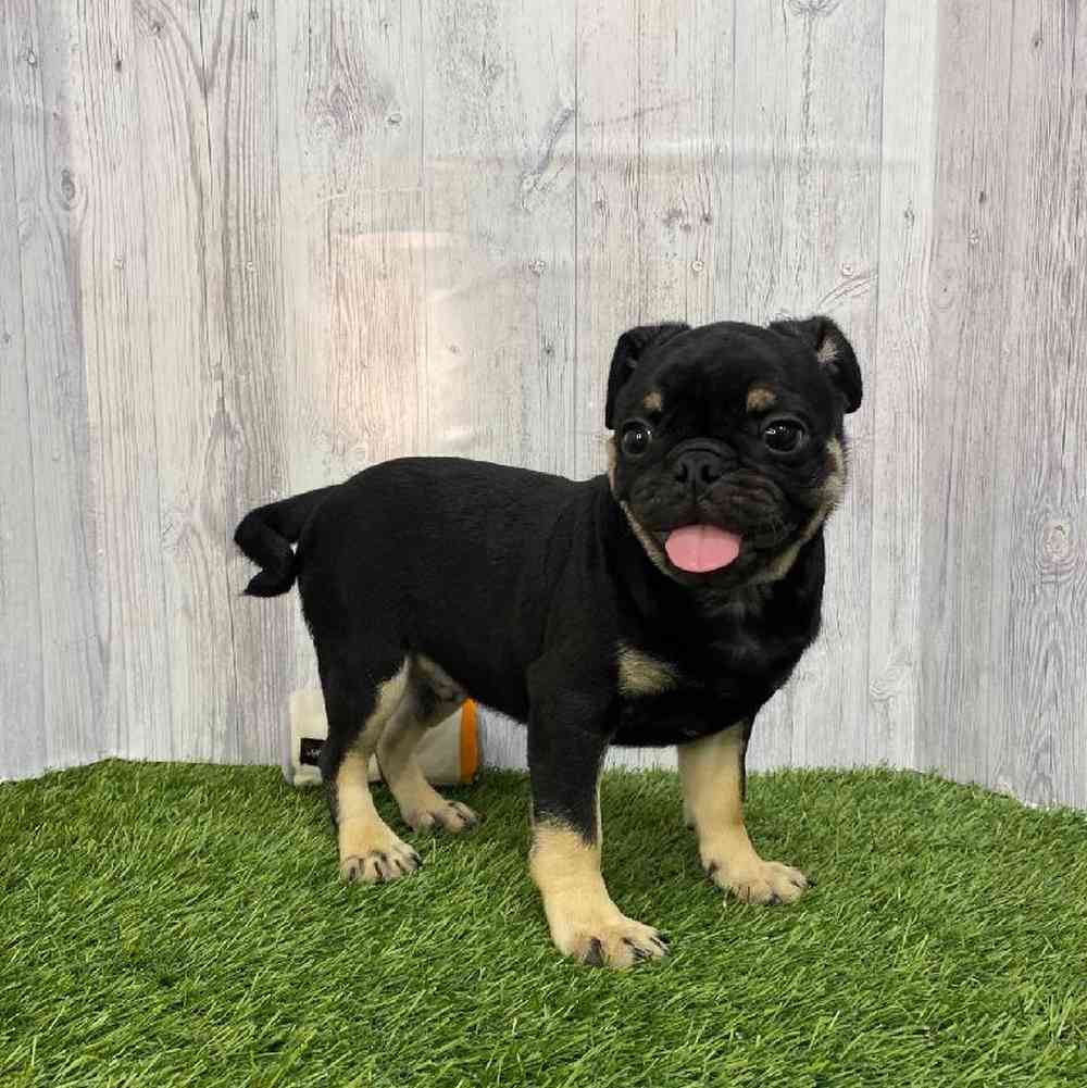 Male Pug Puppy for Sale in Saugus, MA