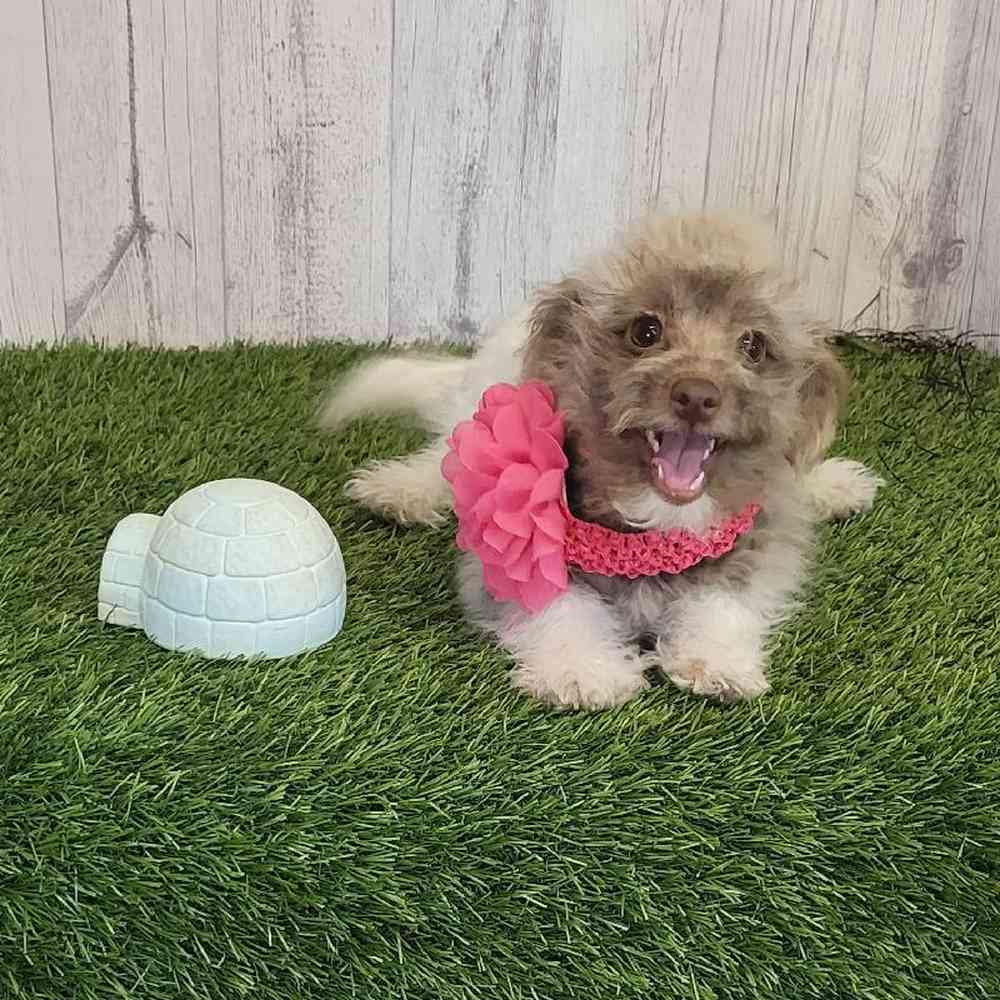 Female Hava-Pom Puppy for sale