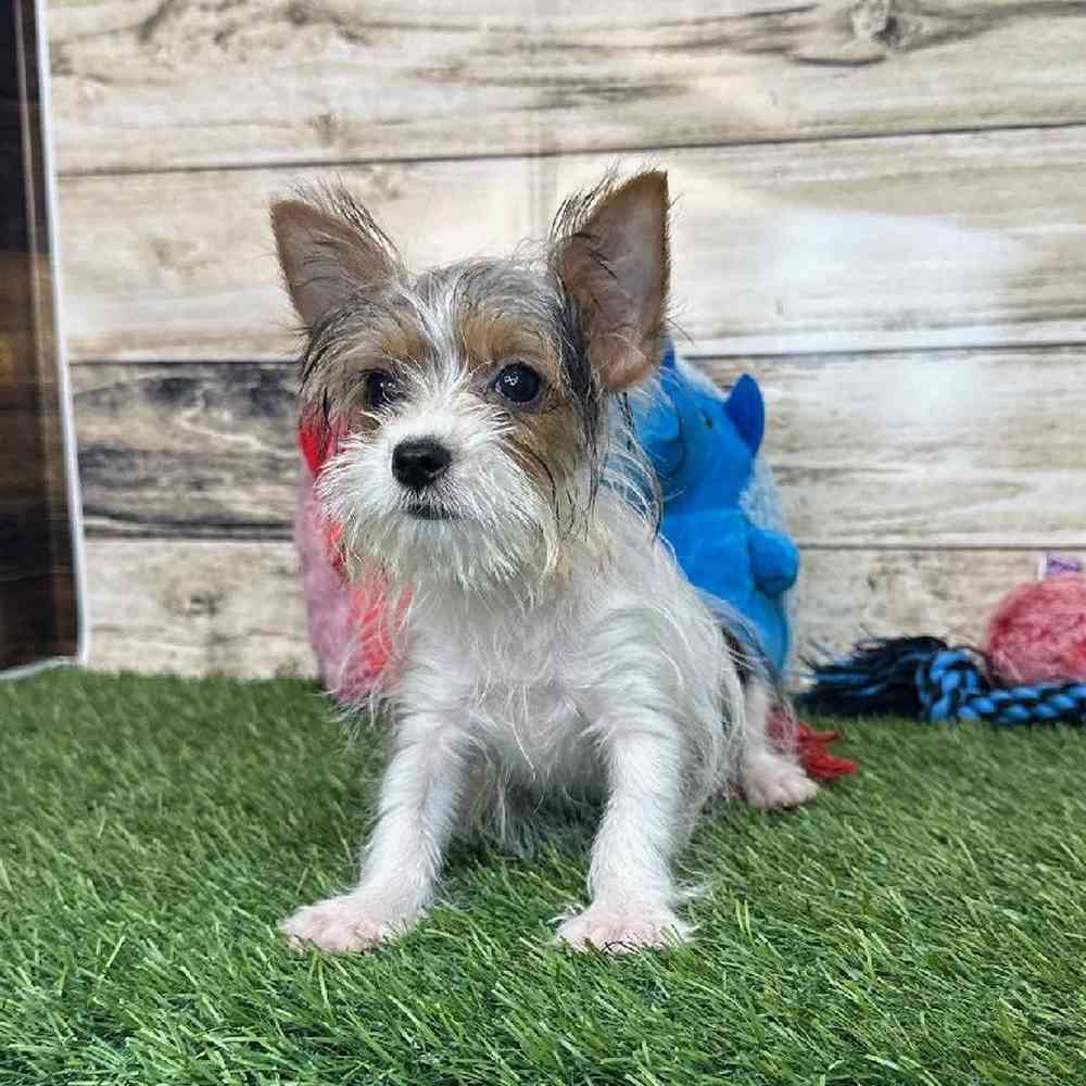 Male Biewer Yorkshire Terrier Puppy for Sale in Saugus, MA