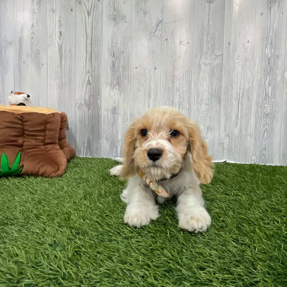 Male Cavachon Puppy for Sale in Braintree, MA