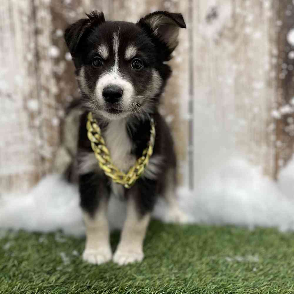 Australian Husky For Sale Pet Express Braintree