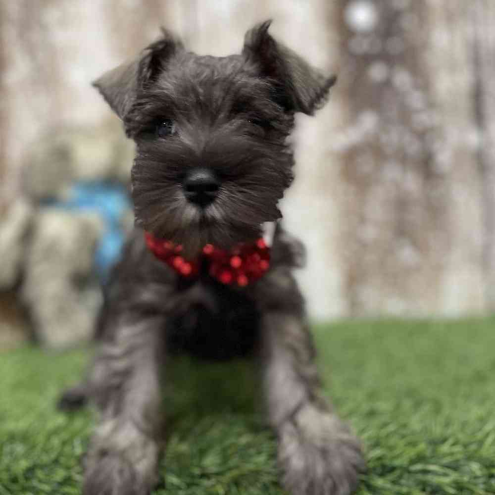 Male Miniature Schnauzer Puppy for Sale in Braintree, MA