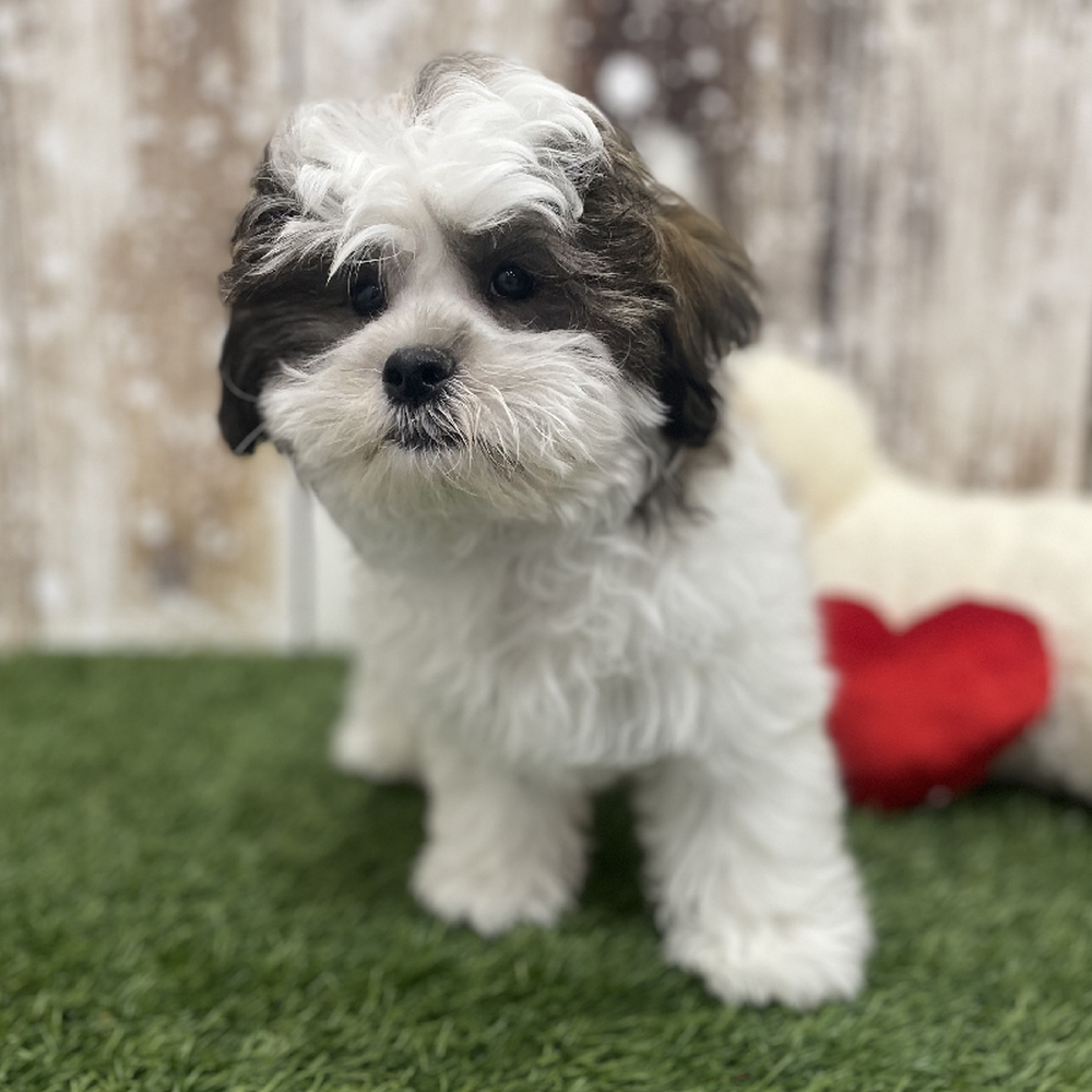 Male Teddy Bear (Zuchon) Puppy for Sale in Braintree, MA