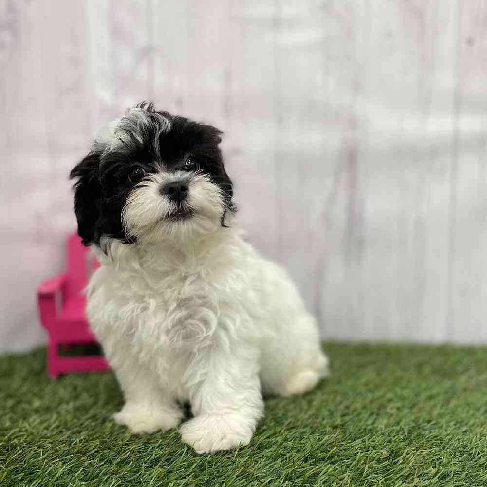 Female Lhasa-Poo Puppy for Sale in Braintree, MA