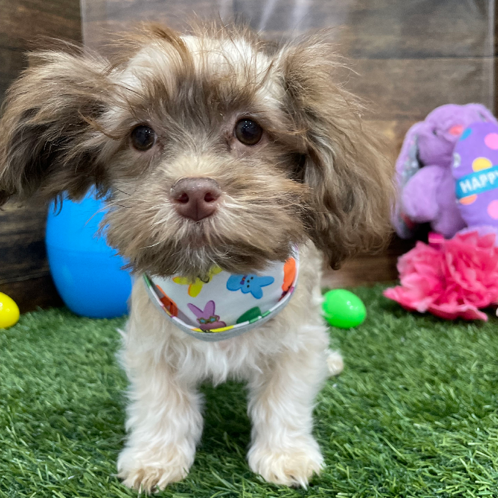 Male Havanese Puppy for Sale in Braintree, MA