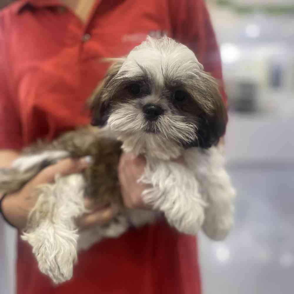 Male Shih Tzu Puppy for Sale in Saugus, MA