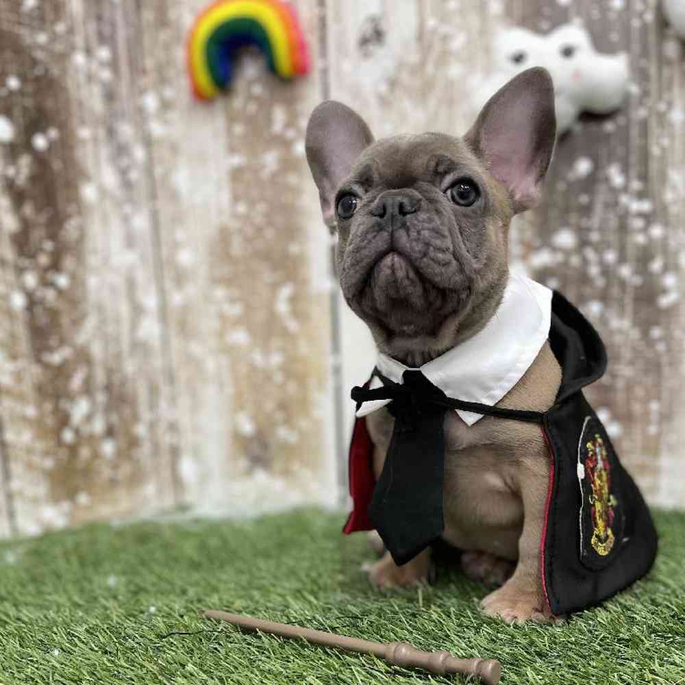 Male French Bulldog Puppy for Sale in Braintree, MA