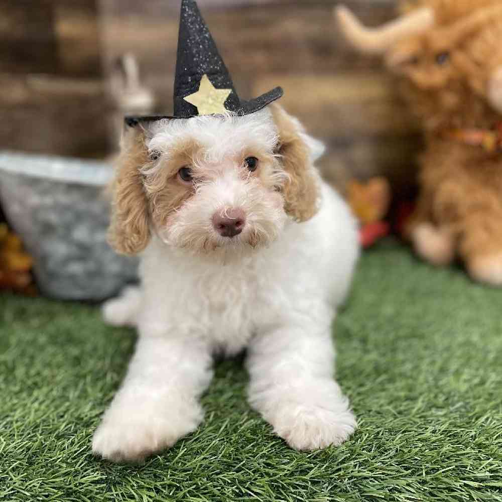 Female Mini NewfyPoo Puppy for Sale in Braintree, MA