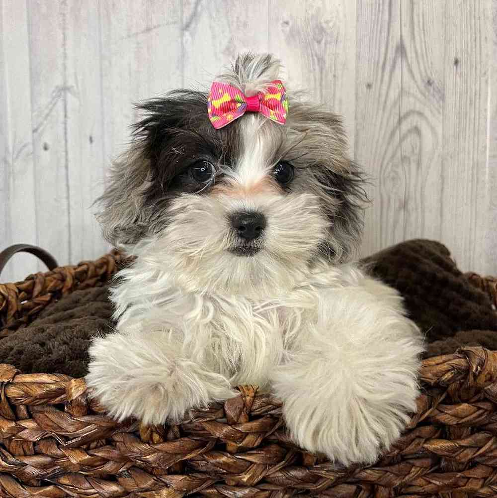 Female Shih-Poo Puppy for Sale in Saugus, MA