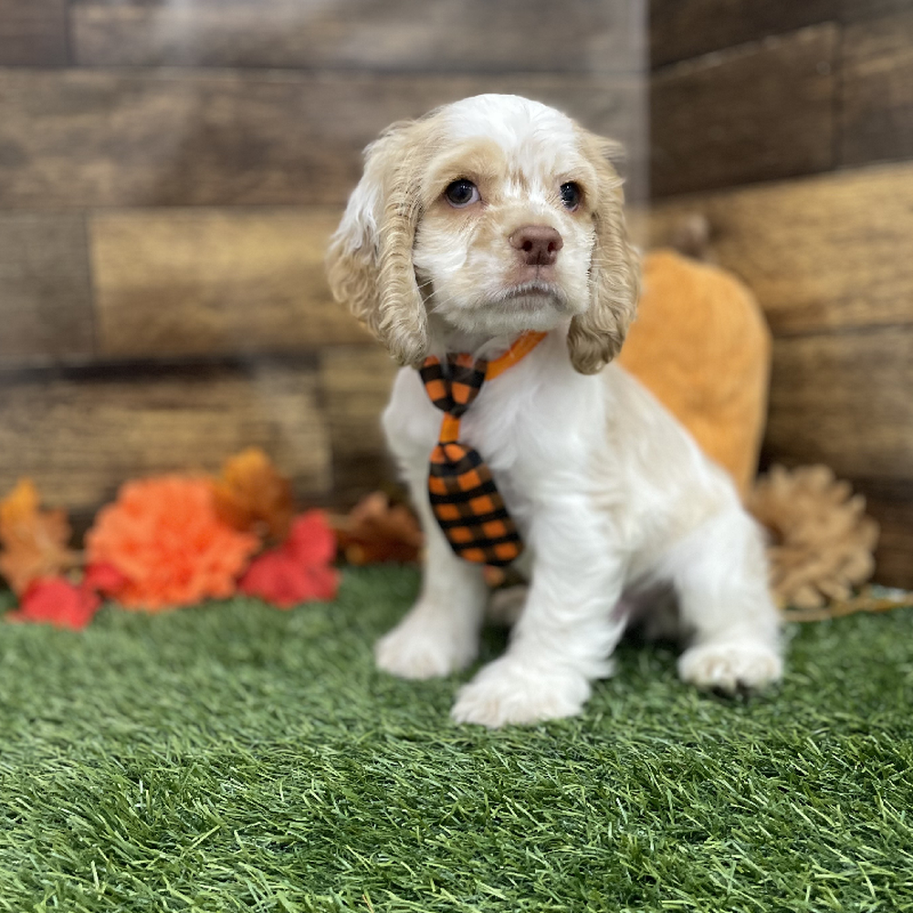 Male Cocker Spaniel Puppy for Sale in Braintree, MA