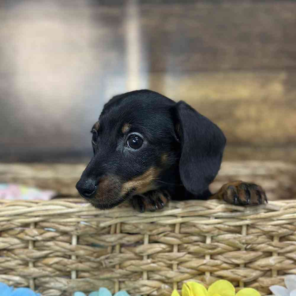 Female Dachshund Puppy for Sale in Saugus, MA