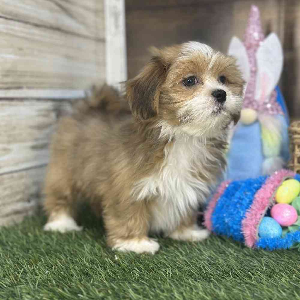 Female Lhasa Apso Puppy for Sale in Saugus, MA