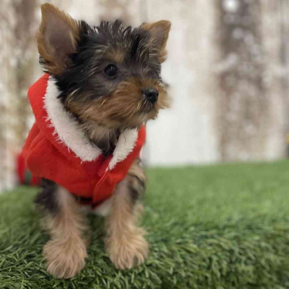 Male Yorkshire Terrier Puppy for Sale in Braintree, MA