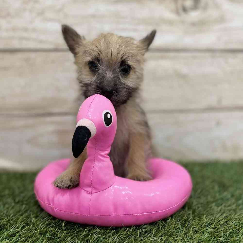 Female Cairn Terrier Puppy for Sale in Braintree, MA