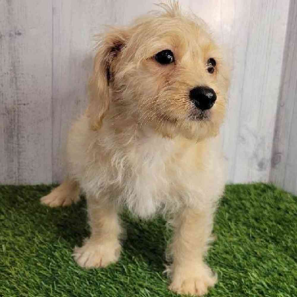 Female Mini Labradoodle Puppy for sale