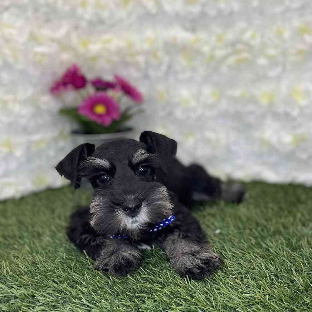 Male Miniature Schnauzer Puppy for Sale in Braintree, MA