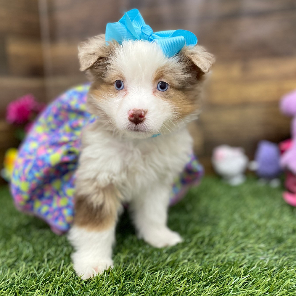 Female Miniature Australian Shepherd Puppy for Sale in Braintree, MA