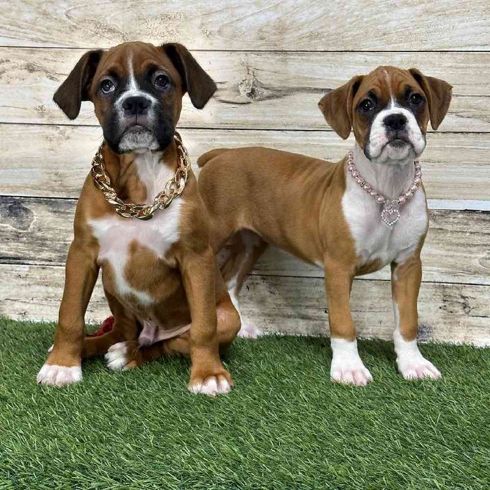 Male Boxer Puppy for Sale in Saugus, MA