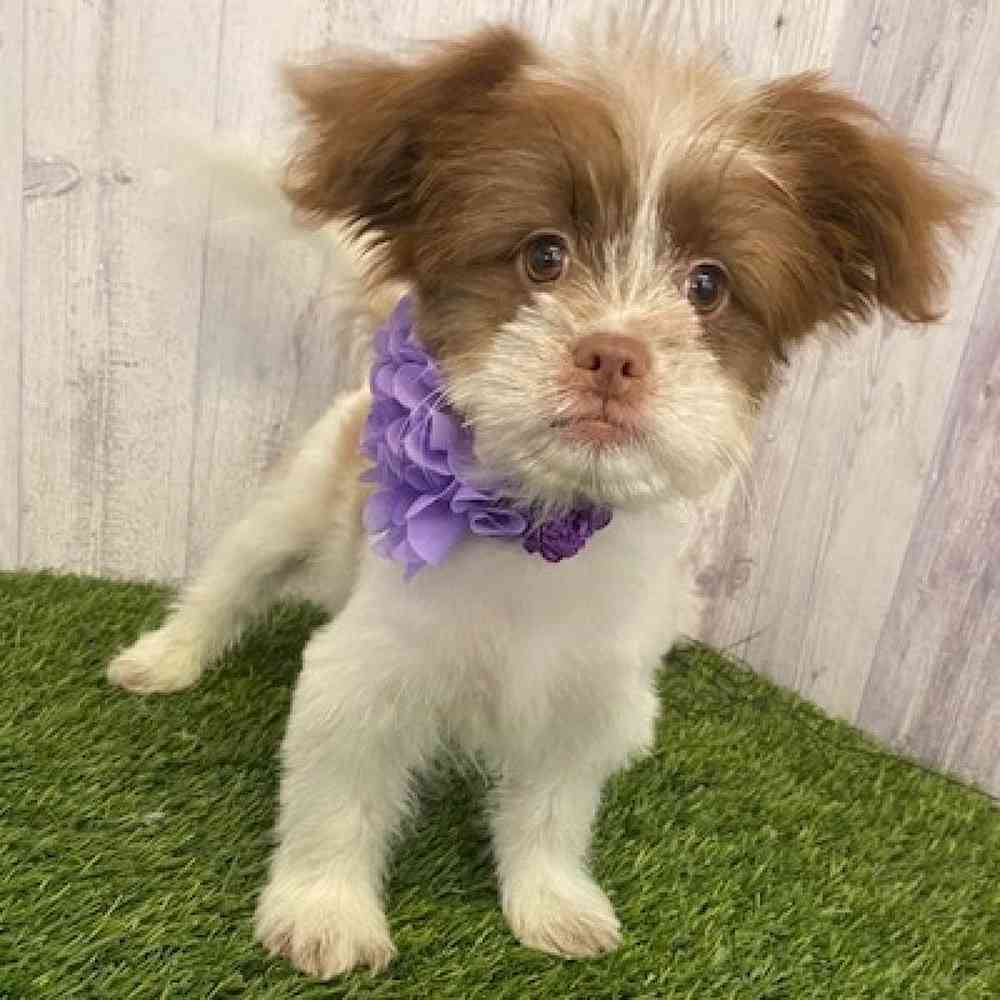 Female Shiranian Puppy for sale