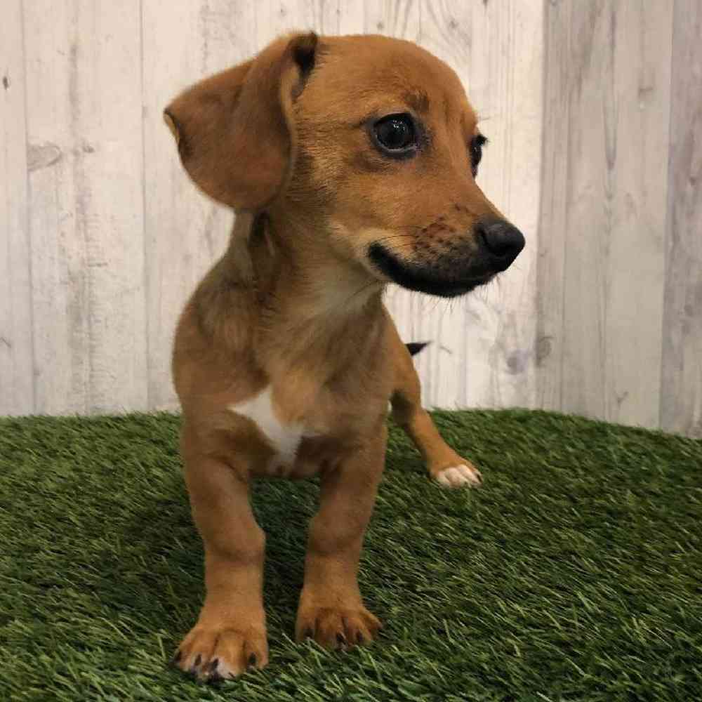 Female Chiweenie Puppy for sale