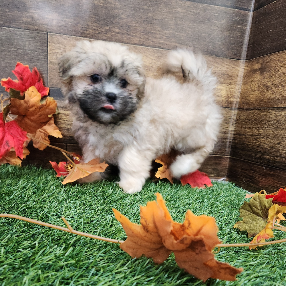 Male Malshi Puppy for Sale in Braintree, MA