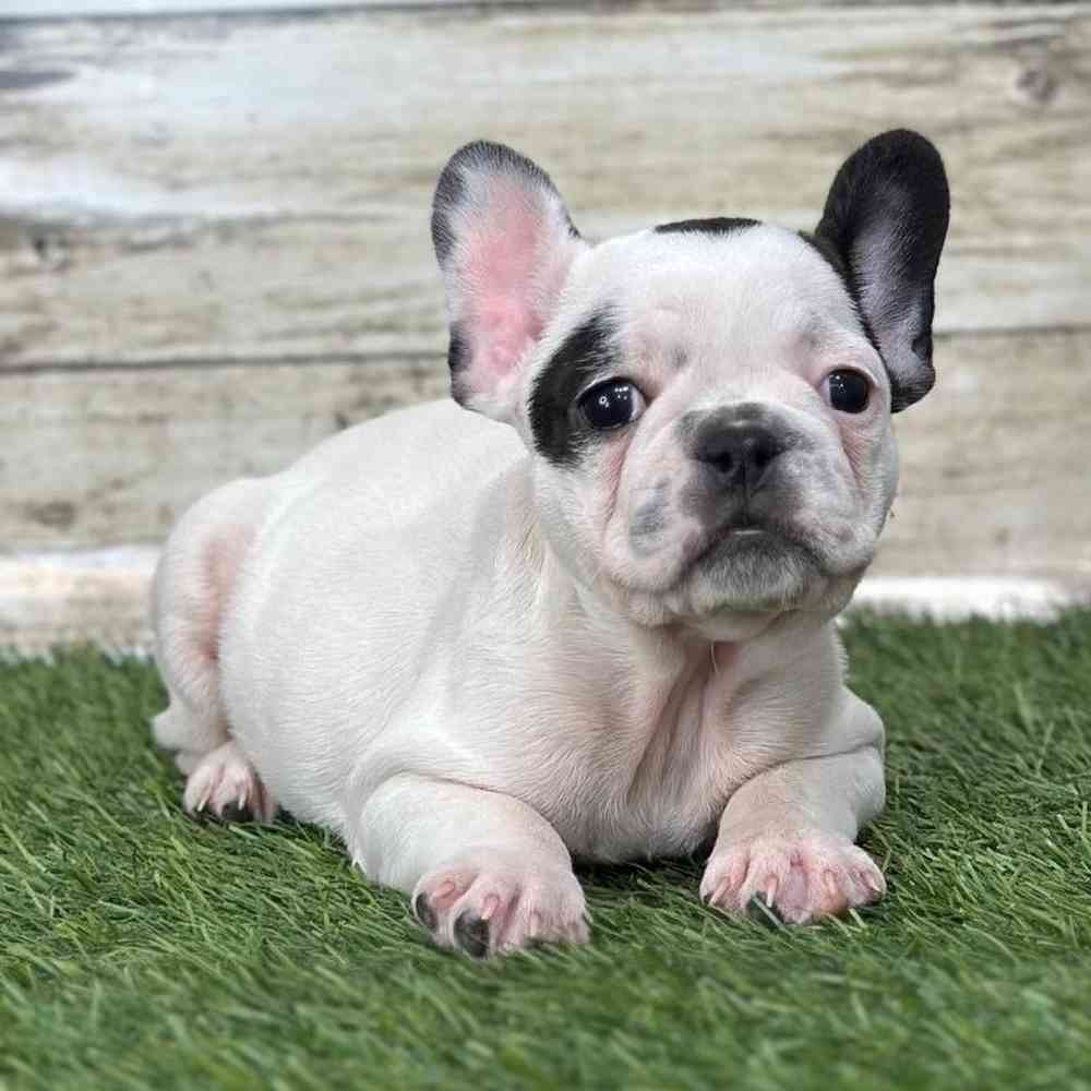 Male French Bulldog Puppy for Sale in Saugus, MA