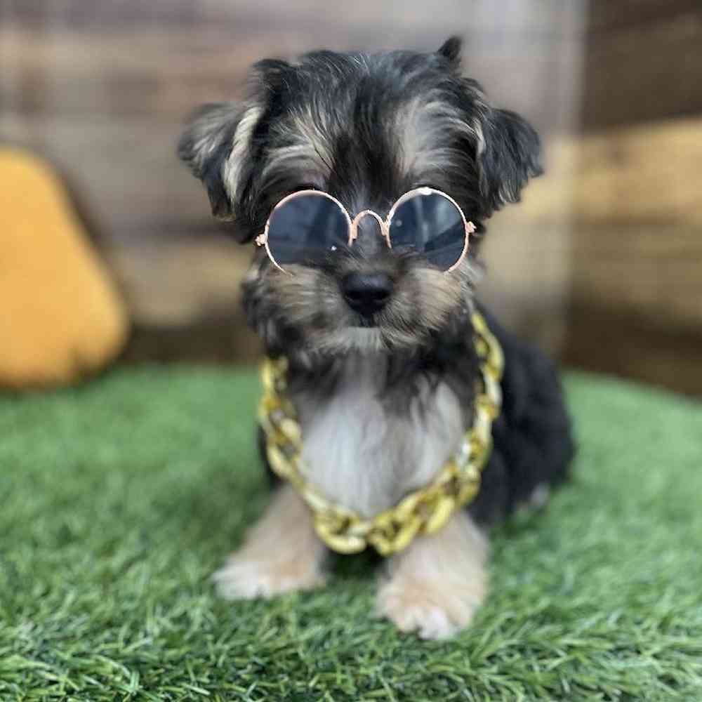 Male Silkese Puppy for Sale in Braintree, MA