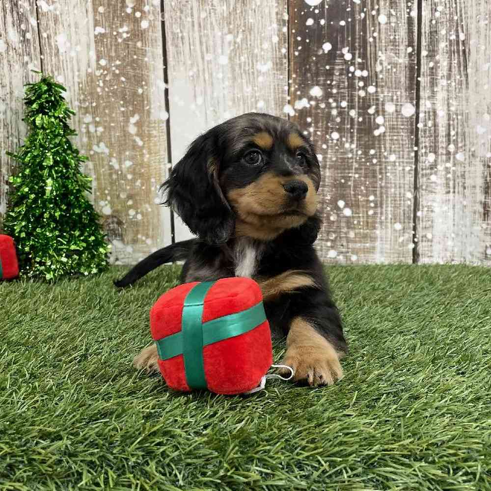 Female Docker Puppy for Sale in Braintree, MA