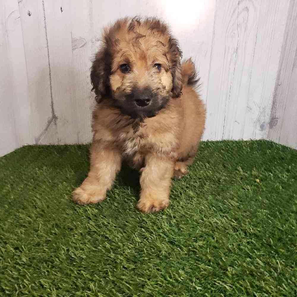 Male Mini Goldendoodle 2nd Gen Puppy for sale