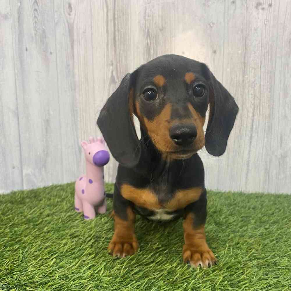 Female Dachshund Puppy for Sale in Saugus, MA