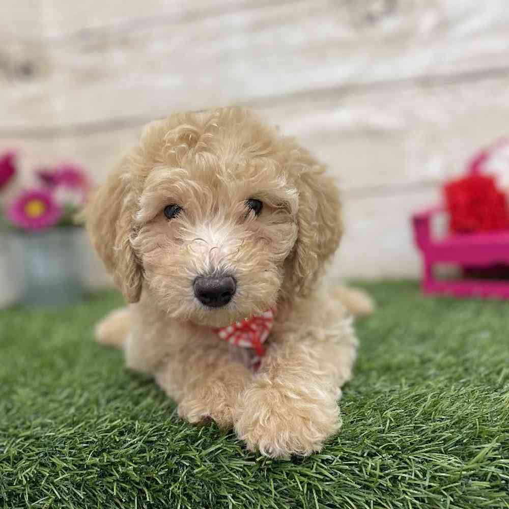 Male Mini Goldendoodle 2nd Gen Puppy for Sale in Braintree, MA