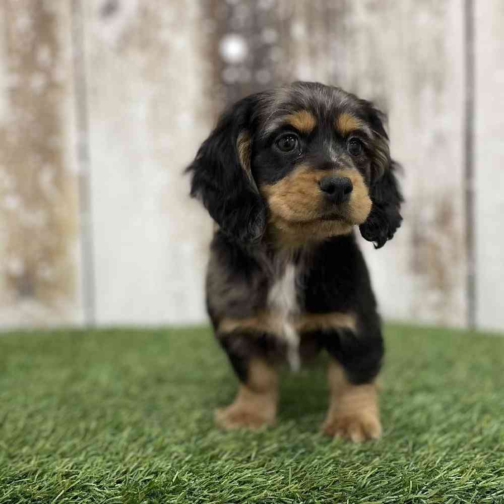 Female Docker Puppy for Sale in Braintree, MA