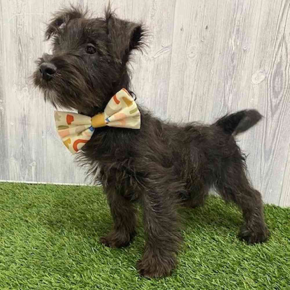 Male Wauzer (Westie/Min Schnauzer) Puppy for Sale in Braintree, MA