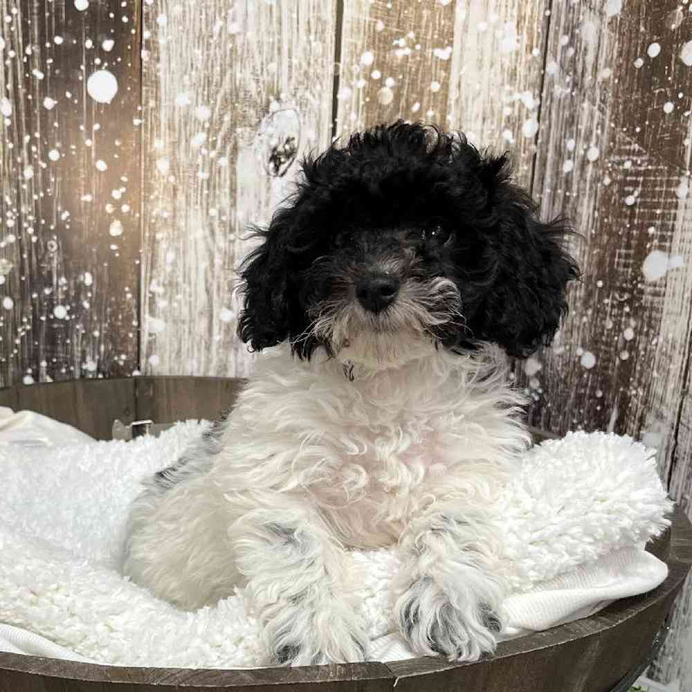 Female Cavachon Puppy for Sale in Saugus, MA