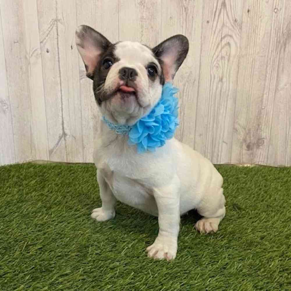 Female French Bulldog Puppy for Sale in Saugus, MA