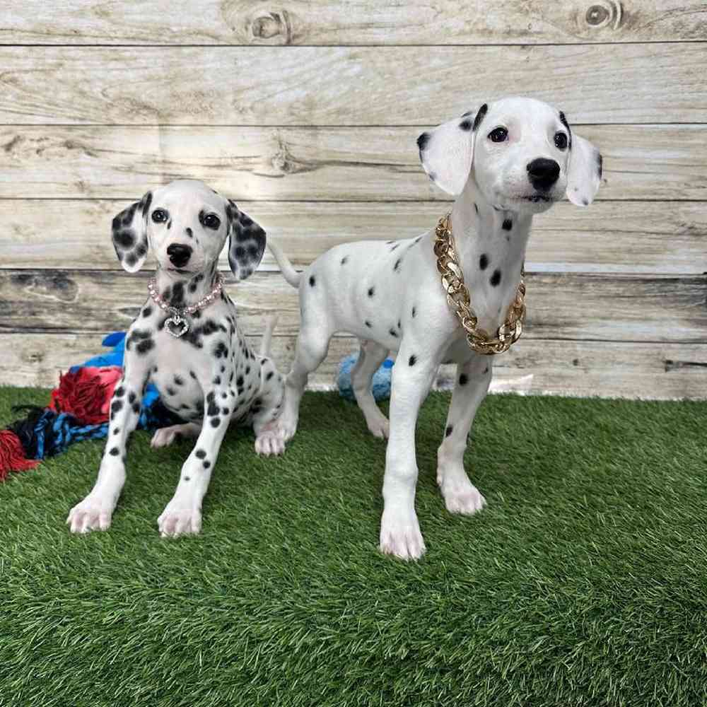 Female Dalmatian Puppy for Sale in Saugus, MA
