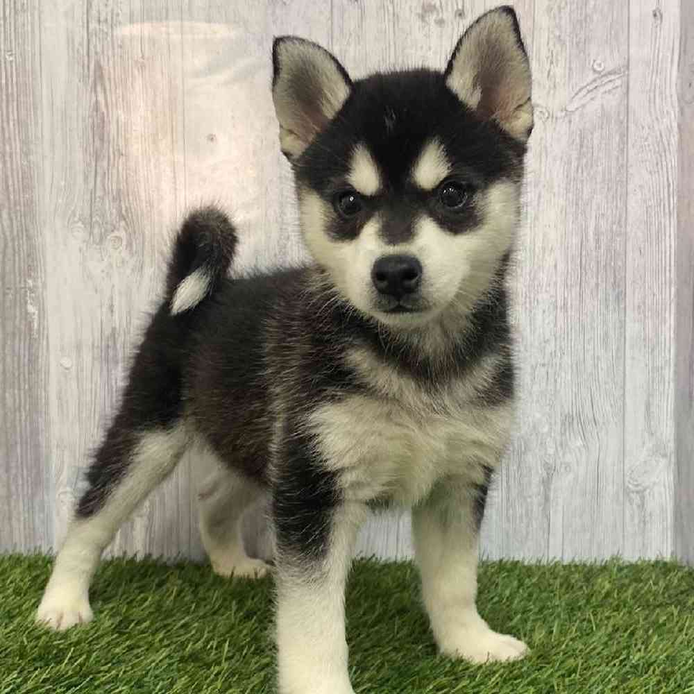 Female Alaskan Klee Kai Puppy for Sale in Saugus, MA
