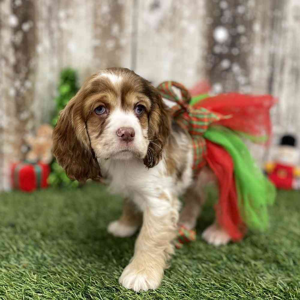 Female Cocker Spaniel Puppy for Sale in Braintree, MA