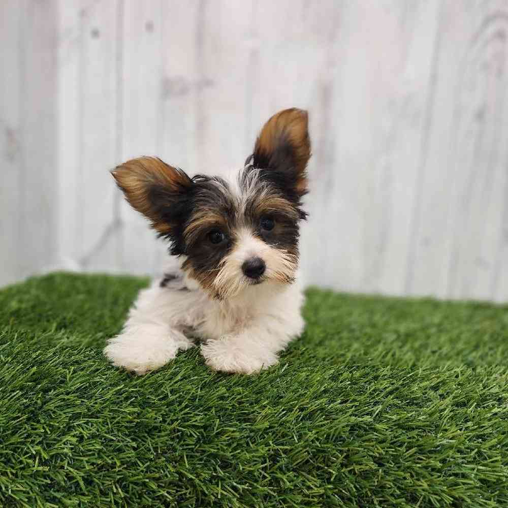 Male Yorkshire Terrier Puppy for sale