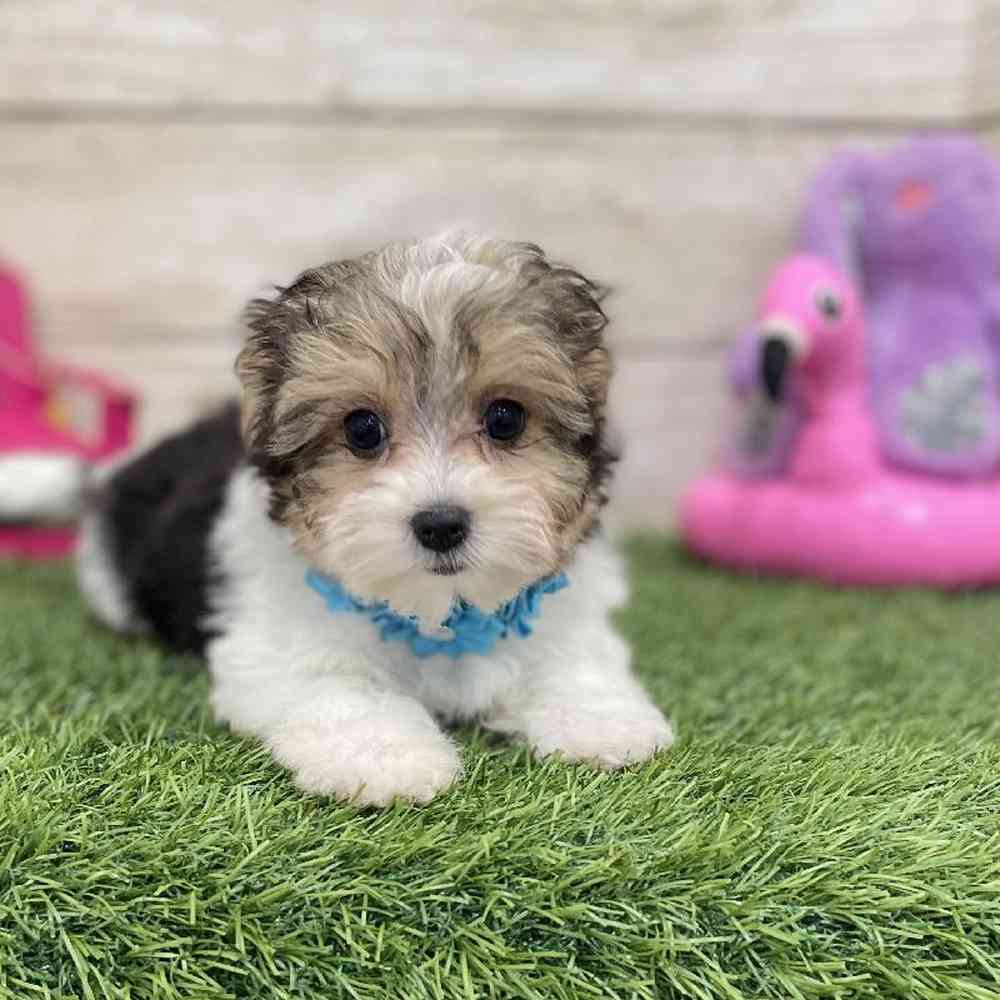 Female Morkie Puppy for Sale in Braintree, MA
