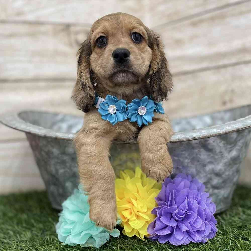 Female Docker Puppy for Sale in Braintree, MA