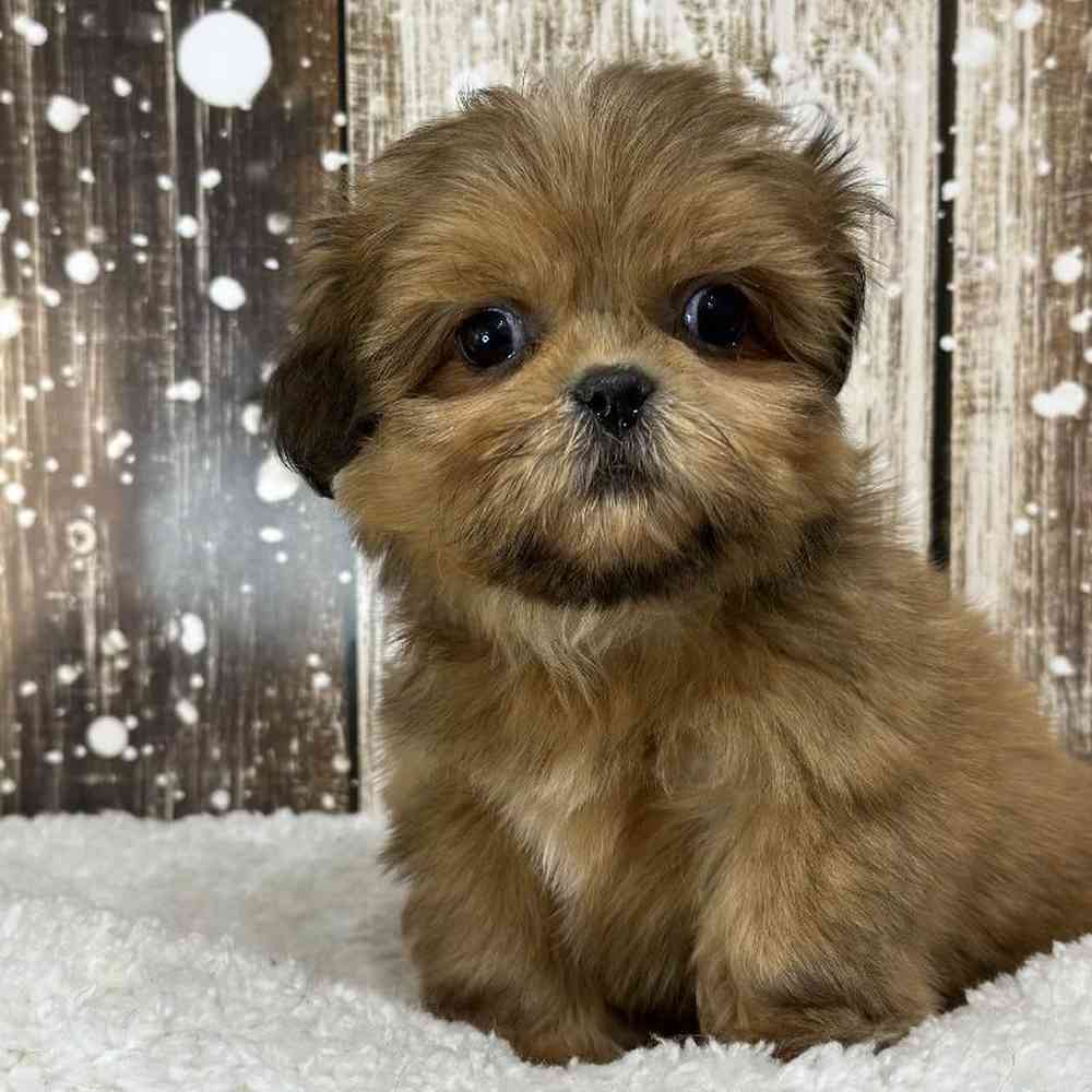 Male Shih Tzu Puppy for Sale in Saugus, MA