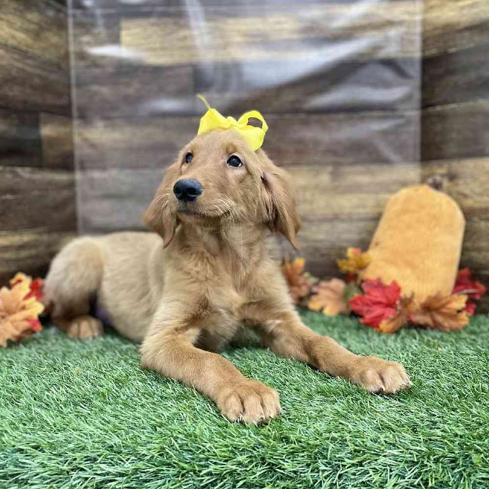 Female Golden Retriever Puppy for Sale in Braintree, MA
