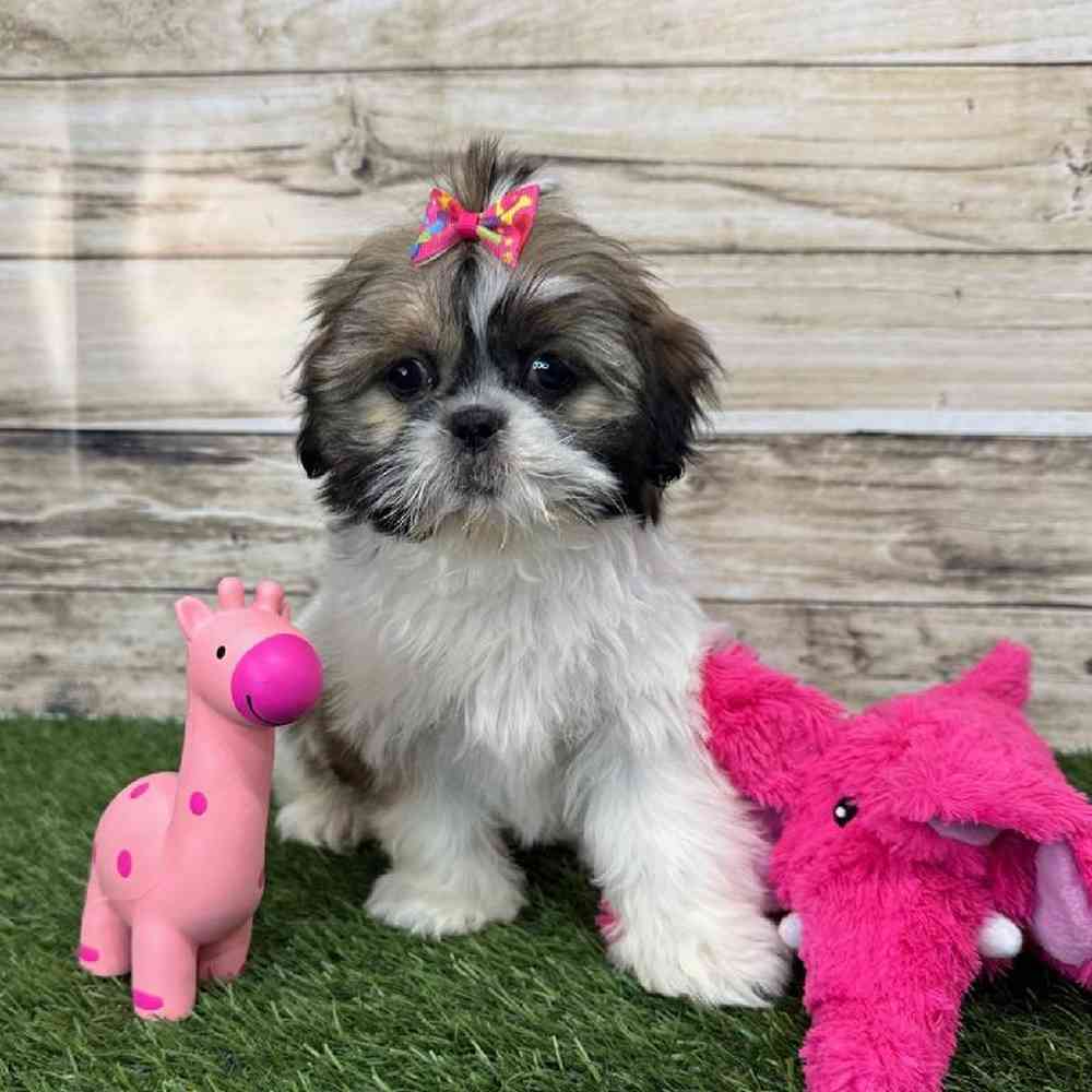 Female Shih Tzu Puppy for Sale in Saugus, MA