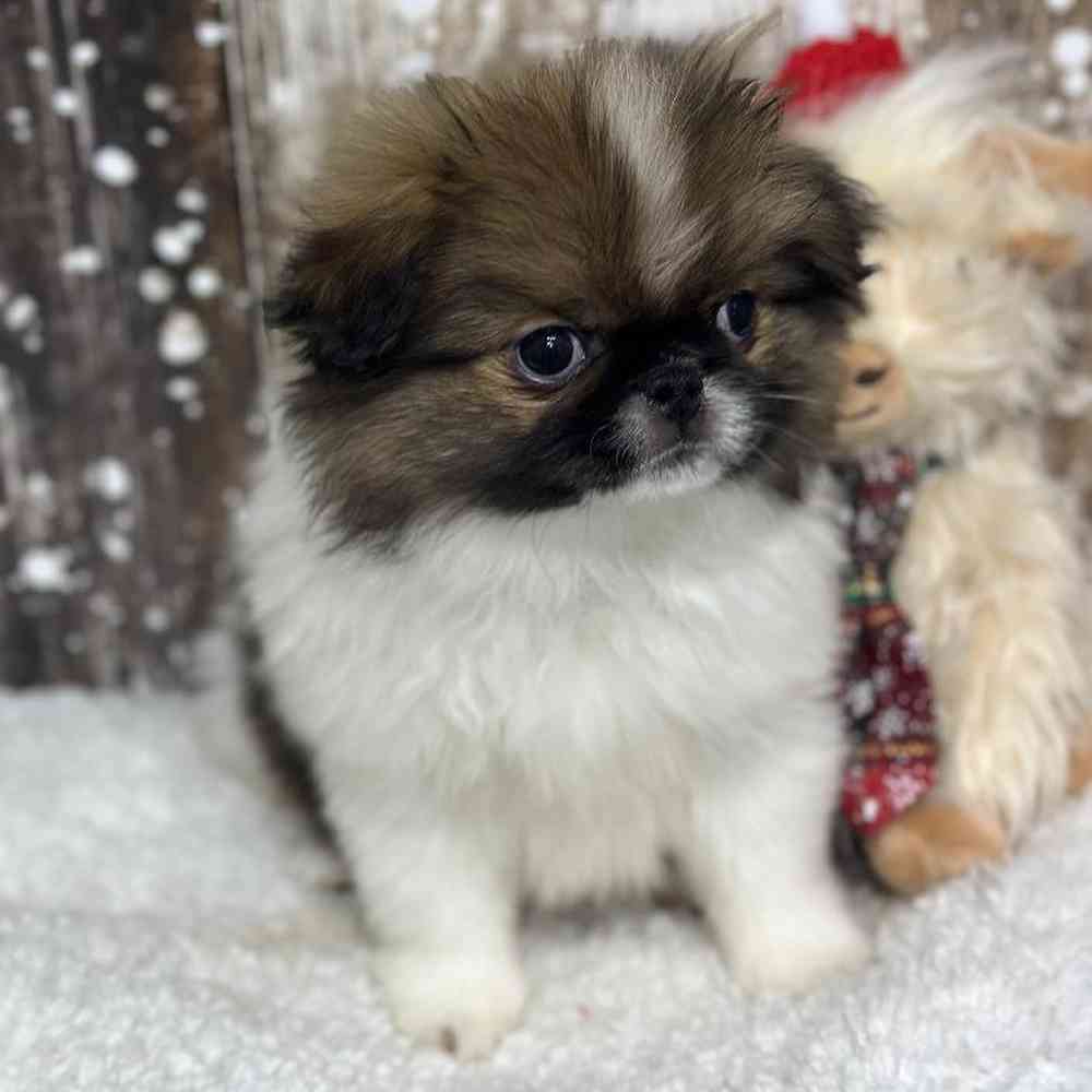 Male Japanese Chin Puppy for Sale in Saugus, MA
