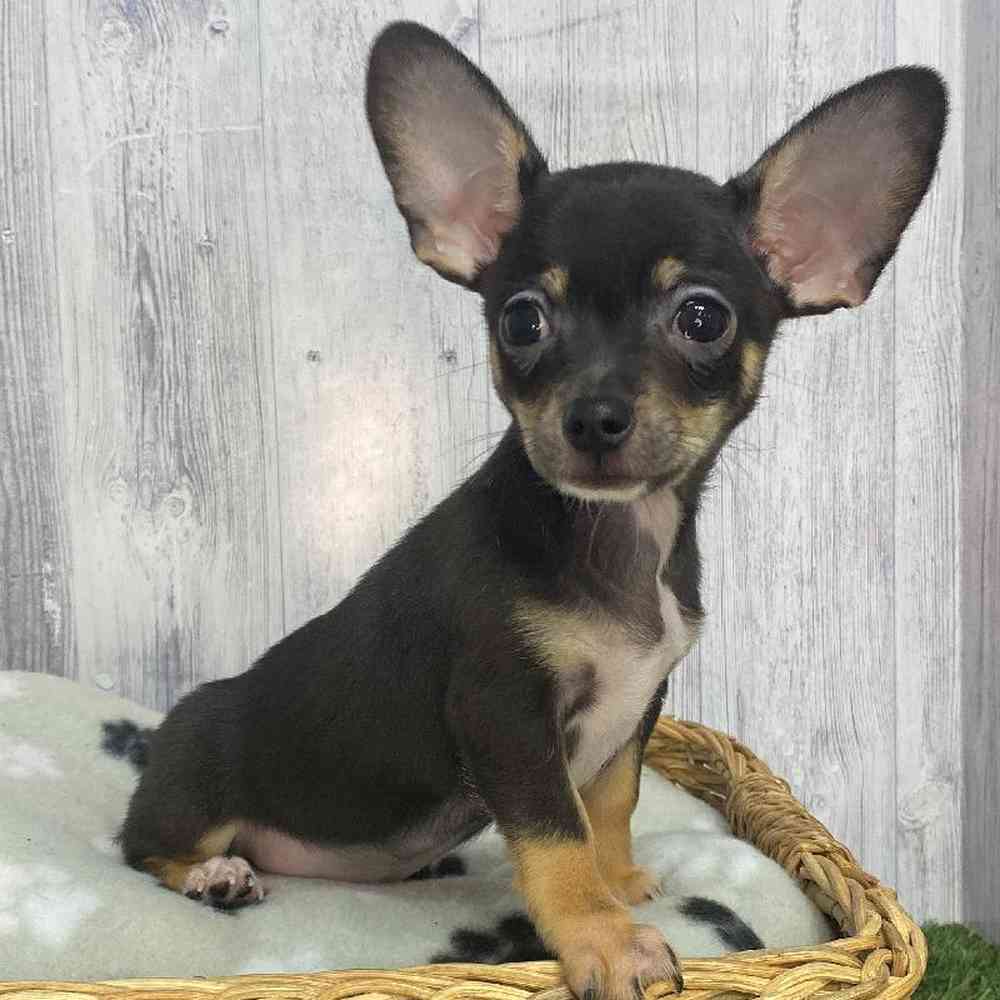 Male Chihuahua Puppy for Sale in Saugus, MA