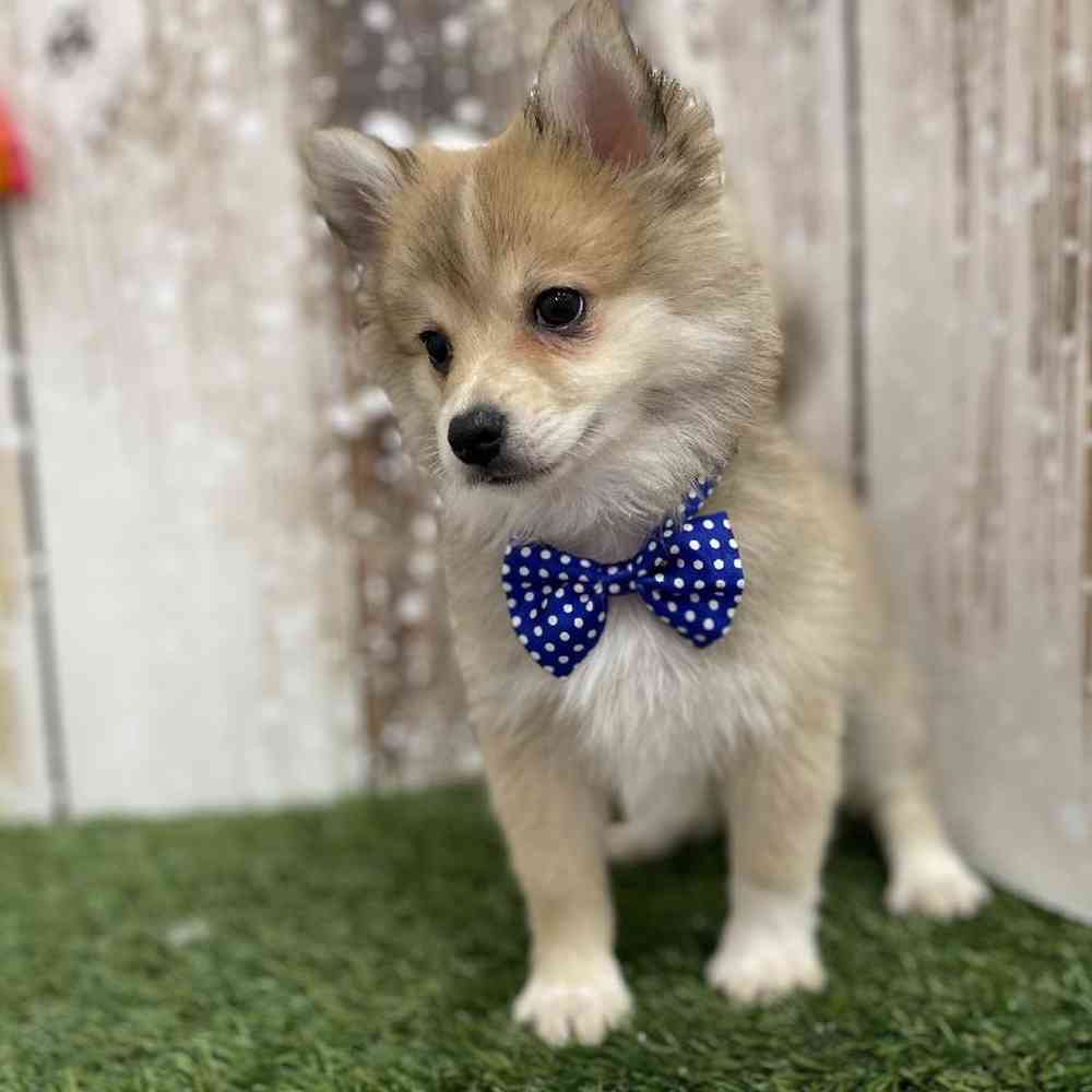 Male Pomimo Puppy for Sale in Braintree, MA